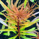 Ludwigia inclinata var. verticillata 'Cuba' - AquaticMotiv