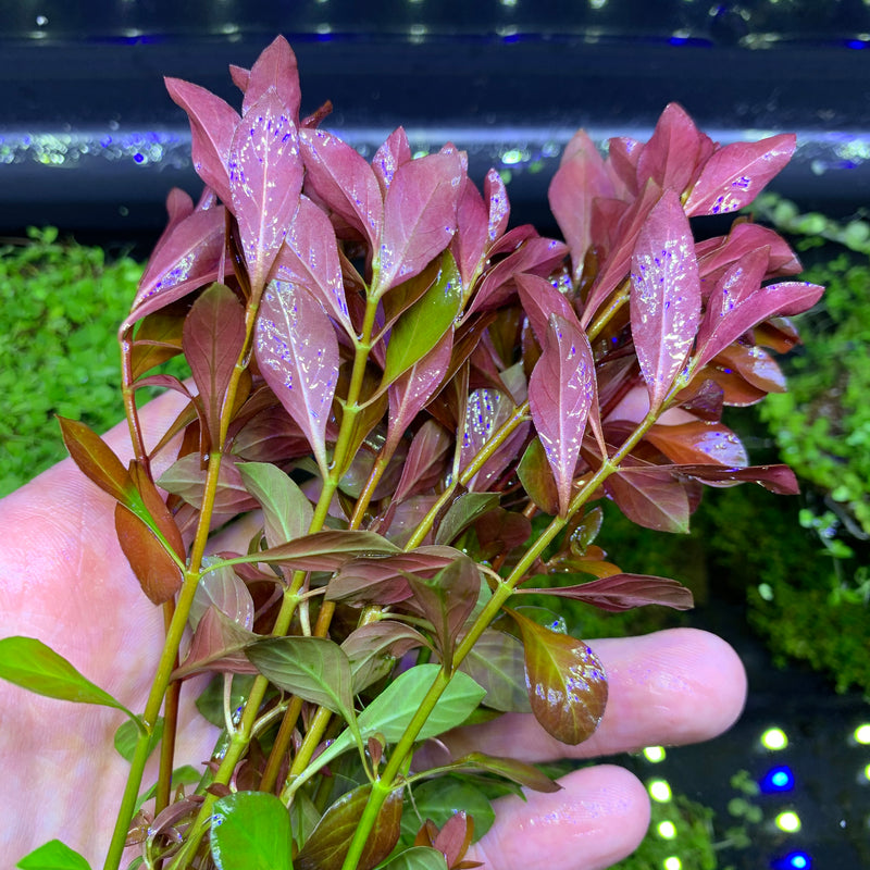 Ludwigia Palustris - AquaticMotiv