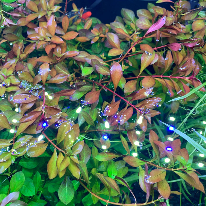 Ludwigia Palustris - AquaticMotiv