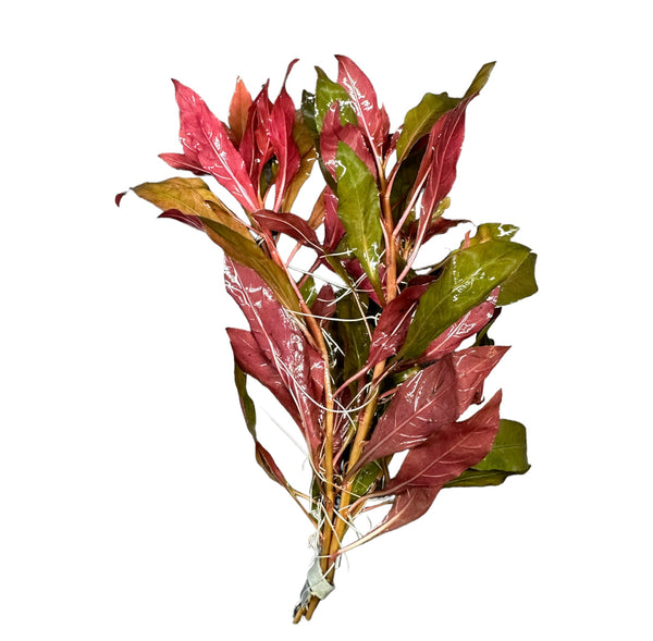 Ludwigia Peruensis - AquaticMotiv