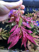 Ludwigia Peruensis - AquaticMotiv