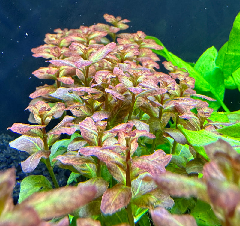 Ludwigia Senegalensis 'Guinea' - AquaticMotiv