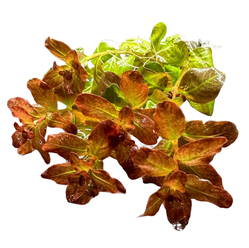 Ludwigia Senegalensis 'Guinea' - AquaticMotiv