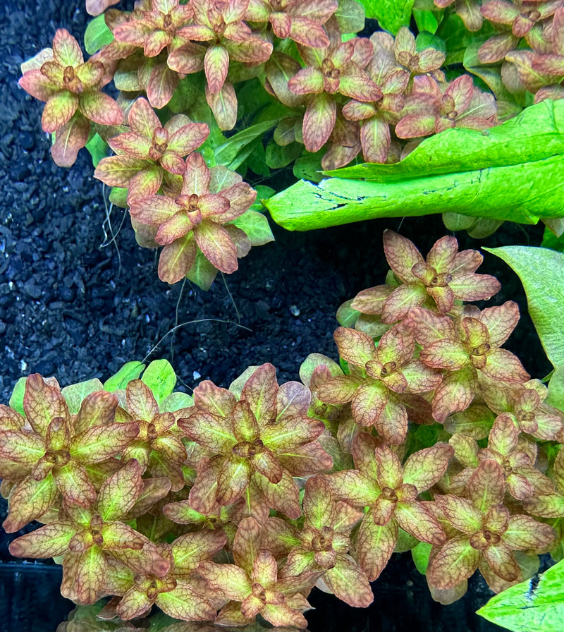 Ludwigia Senegalensis 'Guinea' - AquaticMotiv