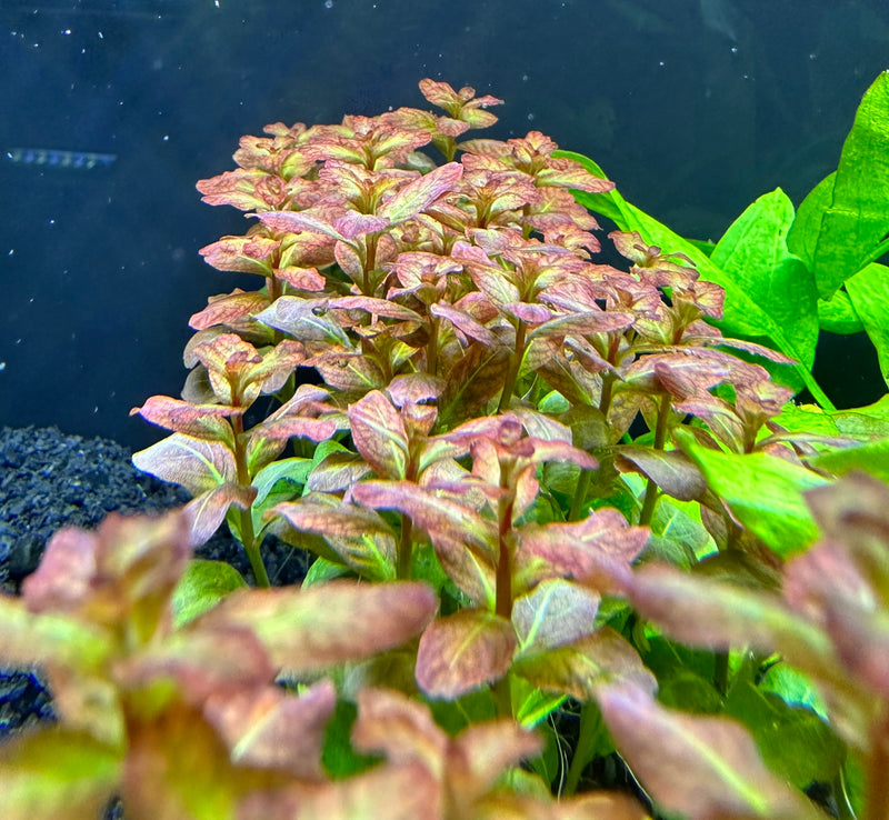 Ludwigia Senegalensis 'Guinea' - AquaticMotiv