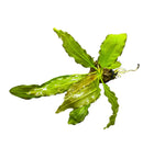 Melon Sword (Echinodorus Osiris) - AquaticMotiv