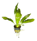 Melon Sword (Echinodorus Osiris) - AquaticMotiv