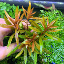 Mermaid Weed (PROSERPINACA PALUSTRIS) - AquaticMotiv