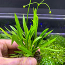 Narrow-Leaf Chain Sword (Echinodorus tenellus) - AquaticMotiv