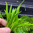 Narrow-Leaf Chain Sword (Echinodorus tenellus) - AquaticMotiv