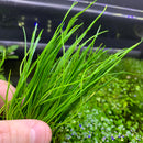Narrow-Leaf Micro Sword (LILAEOPSIS MAURITIANA) - AquaticMotiv