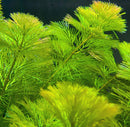 Purple Cabomba (Cabomba Pulcherrima) - AquaticMotiv