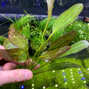 Red Flame Sword (Echinodorus Sp.) - AquaticMotiv