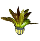 Red Rubin Sword (Echinodorus Horemanii E. Barthii) - AquaticMotiv