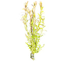 Rotala Indica - AquaticMotiv