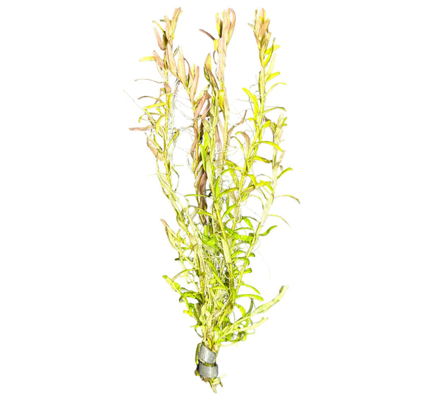 Rotala Indica - AquaticMotiv