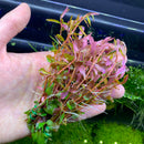 Rotala Vietnam "H’ra" - AquaticMotiv