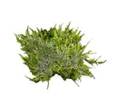Spiky Moss (Taxiphyllum sp.) 3" x 3" Mat - AquaticMotiv