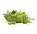Spiky Moss (Taxiphyllum sp.) 3" x 3" Mat - AquaticMotiv