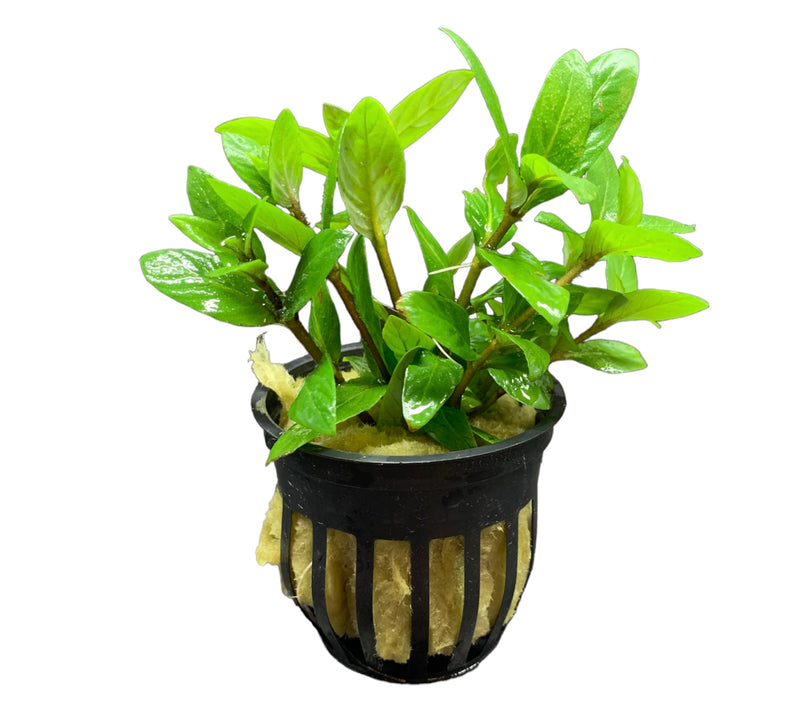 Staurogyne Repens Pot - AquaticMotiv