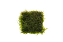 Weeping Moss 3" x 3" Mat (Vesicularia Ferriei) - AquaticMotiv