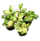 Anubias Nana Pinto - AquaticMotiv