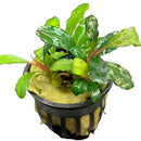 Bucephalandra Purple Pot - AquaticMotiv