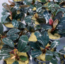 Bucephalandra Dark Angel Pot - AquaticMotiv