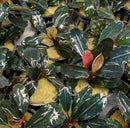 Bucephalandra Dark Angel Pot - AquaticMotiv