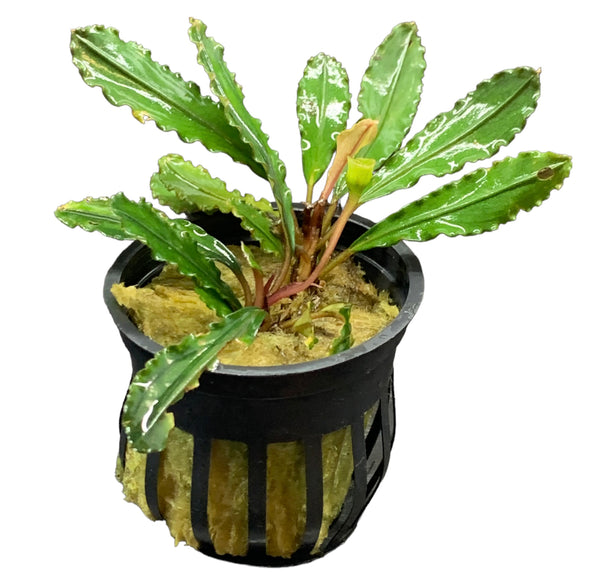 Bucephalandra Godzilla Pot - AquaticMotiv