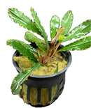 Bucephalandra Godzilla Pot - AquaticMotiv