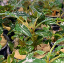 Bucephalandra Sp. "Green Wavy" Pot - AquaticMotiv