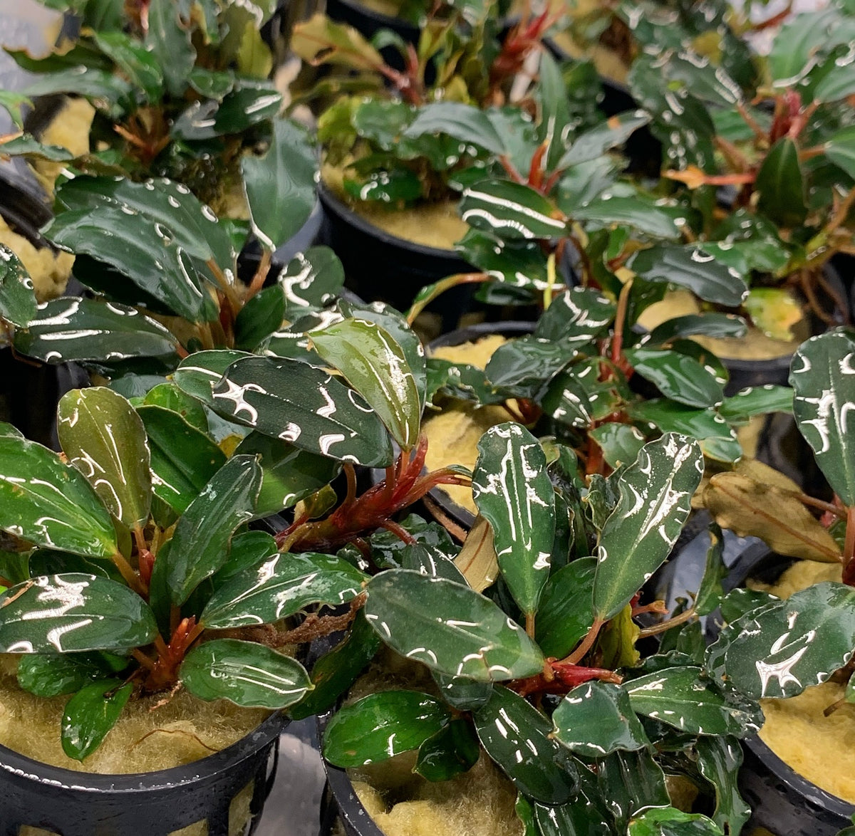 【ルージュ】Bucephalandra sp Theia set Bucephalandra sp. 