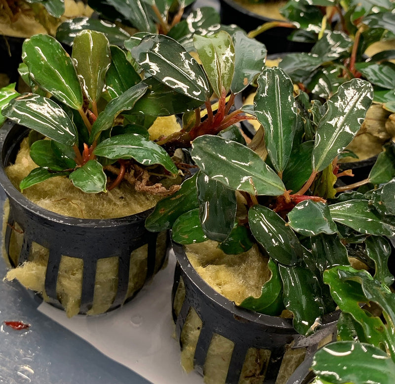 Bucephalandra Theia Pot - AquaticMotiv