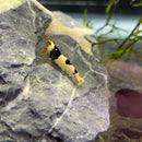 Black Crystal Shrimp (Neocaridina Sp.) - AquaticMotiv