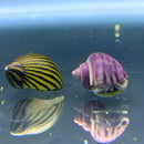 2 Snails (Color Contrast Pack) - AquaticMotiv