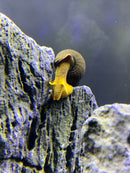 2 Orange Giant Sulawesi Rabbit Snail (Tylomelania Gemmifera 'Orange') - AquaticMotiv