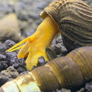 2 Orange Giant Sulawesi Rabbit Snail (Tylomelania Gemmifera 'Orange') - AquaticMotiv