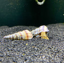 2 Purple Stripped Hercules Snail (Brotia Herculea) - AquaticMotiv