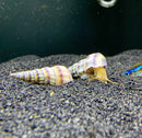 2 Purple Stripped Hercules Snail (Brotia Herculea) - AquaticMotiv
