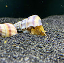 2 Purple Stripped Hercules Snail (Brotia Herculea) - AquaticMotiv