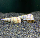 2 Purple Stripped Hercules Snail (Brotia Herculea) - AquaticMotiv