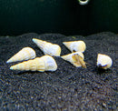 2 White Hercules Snail (Brotia Herculea) - AquaticMotiv