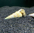 2 White Hercules Snail (Brotia Herculea) - AquaticMotiv