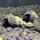 2 White Spotted Giant Sulawesi Rabbit Snail (Tylomelania Sp.) - AquaticMotiv