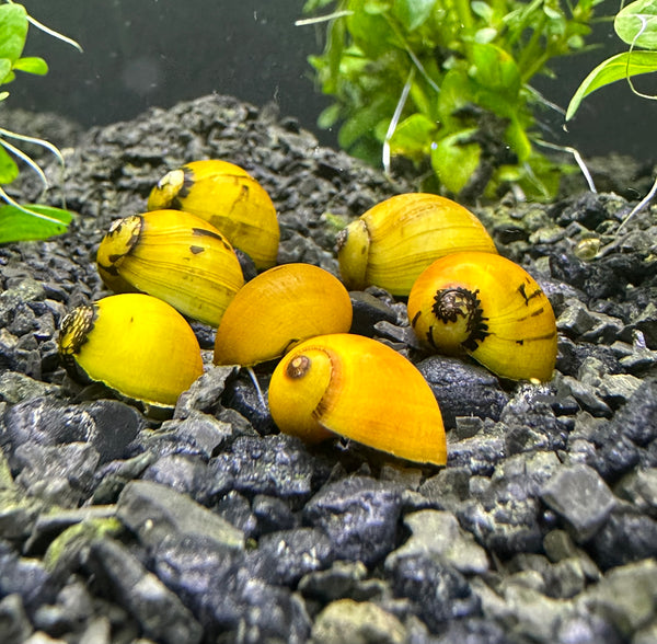 2 Yellow Nerite Snail (Neritina sp.) - AquaticMotiv