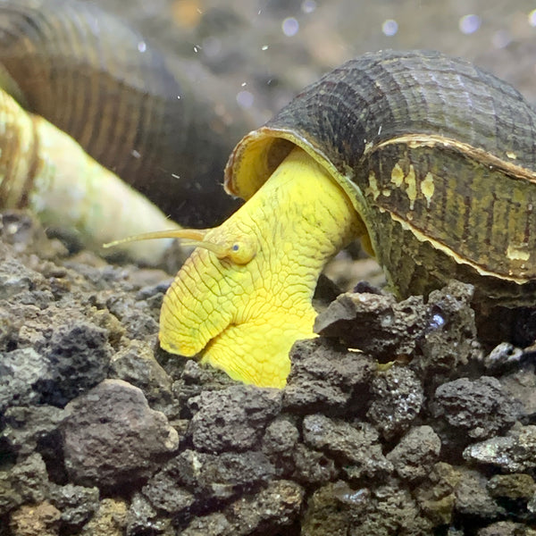 2 Yellow Sulawesi Rabbit Snails (Tylomelania Sarasinorum) - AquaticMotiv