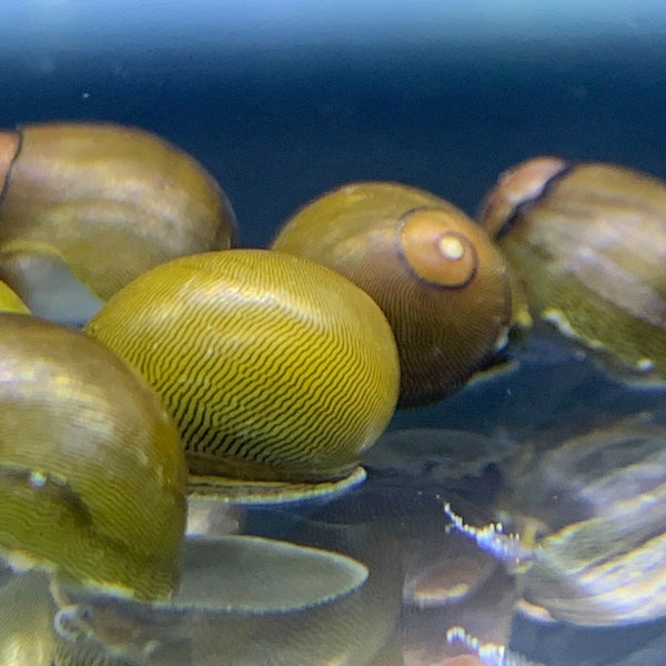 3 Olive Nerite Snails - AquaticMotiv