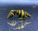 3 Assassin Snails (Clea Helena) - AquaticMotiv