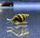 3 Assassin Snails (Clea Helena) - AquaticMotiv